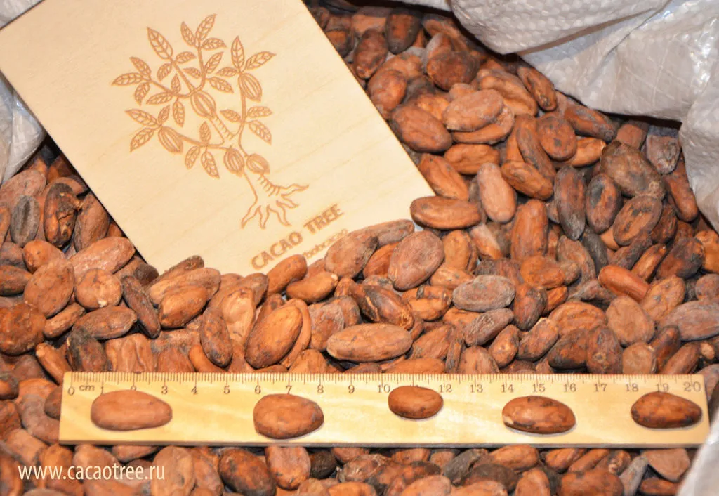 Фотография продукта Какао-бобы, сорт Форастеро
